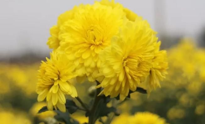 千畝云臺(tái)冰菊盛開，誠邀您蒞臨免費(fèi)參觀！