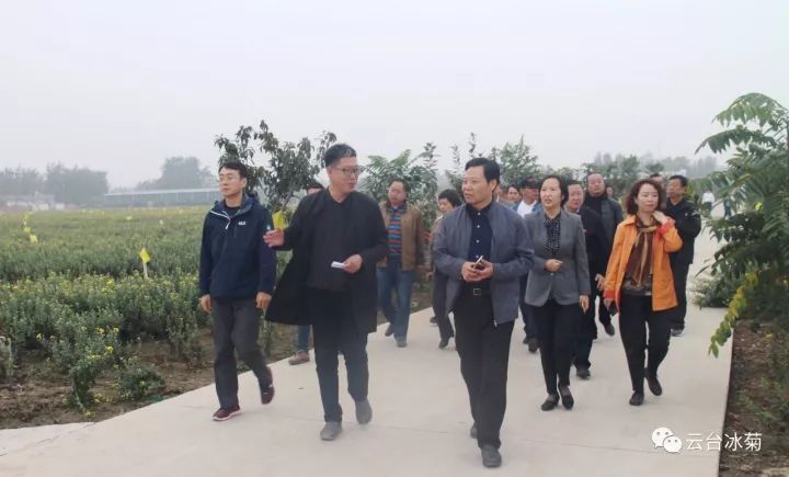 云臺(tái)冰菊基地發(fā)生了什么？一批批領(lǐng)導(dǎo)專家團(tuán)隊(duì)前來！