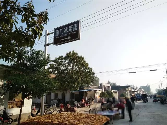 如何找到云臺冰菊？怎樣找到云臺冰菊？